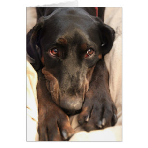 Gabby le chien Secouru (carte blanche)
