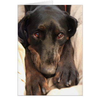 Gabby the Rescue Dog (Blank Card)