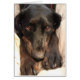 Gabby the Rescue Dog (Blank Card) (Vorne)