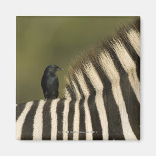 Gabel-Angebundenes Reiten des Drongo (Dicrurus Magnet