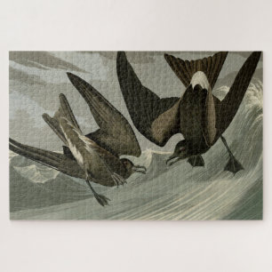 Gabel-Schwanz Petrel von Audubons Vögeln von Ameri