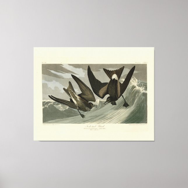 Gabel-Schwanz Petrel von Audubons Vögeln von Ameri Leinwanddruck (Vorderseite)