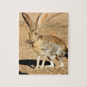 Gabelantilope-Hasen Kaninchen Portrait, Arizona
