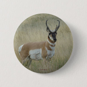 Gabelbock Antilope Button