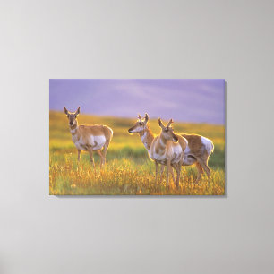 Gabelbock-Antilope in Montana Leinwanddruck