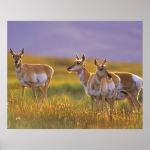 Gabelbock-Antilope in Montana Poster