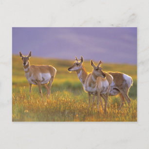 Gabelbock-Antilope in Montana Postkarte