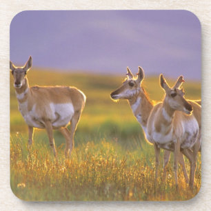 Gabelbock-Antilope in Montana Untersetzer
