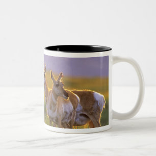 Gabelbock-Antilope in Montana Zweifarbige Tasse