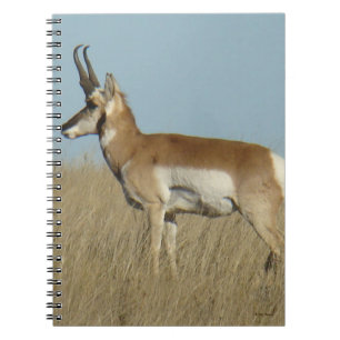 Gabelbock Antilope Notizblock