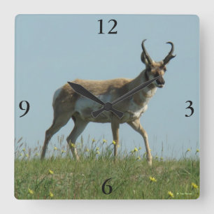 Gabelbock beim Durchqueren von Wildblumen Quadratische Wanduhr