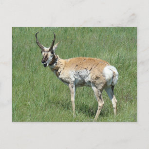 Gabelbock beim Kauen Postkarte