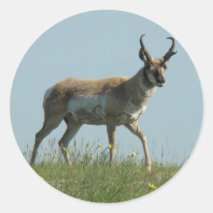 Gabelbock durch Wildblumen gehend Runder Aufkleber