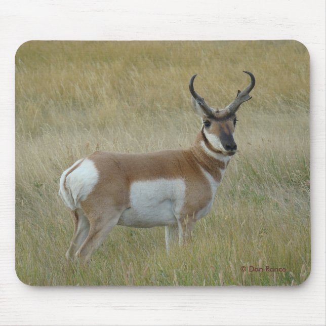 Gabelbock Großer Bock A1 Mousepad (Vorne)