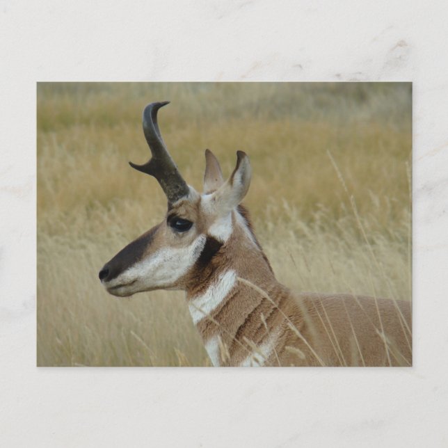 Gabelbock Jungbock Kopfschuss Profil Postkarte (Vorderseite)
