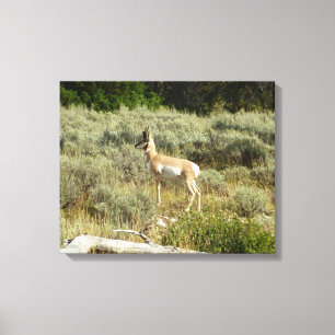 Gabelböcke im Grand-Teton-Nationalpark Leinwanddruck