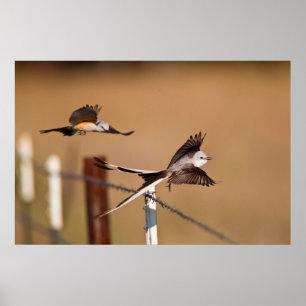 Gabelschwanz-Königstyrann (Tyrannus Forficatus) Poster