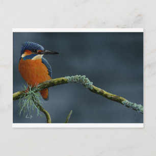 Gaben von Kingfisher Postkarte