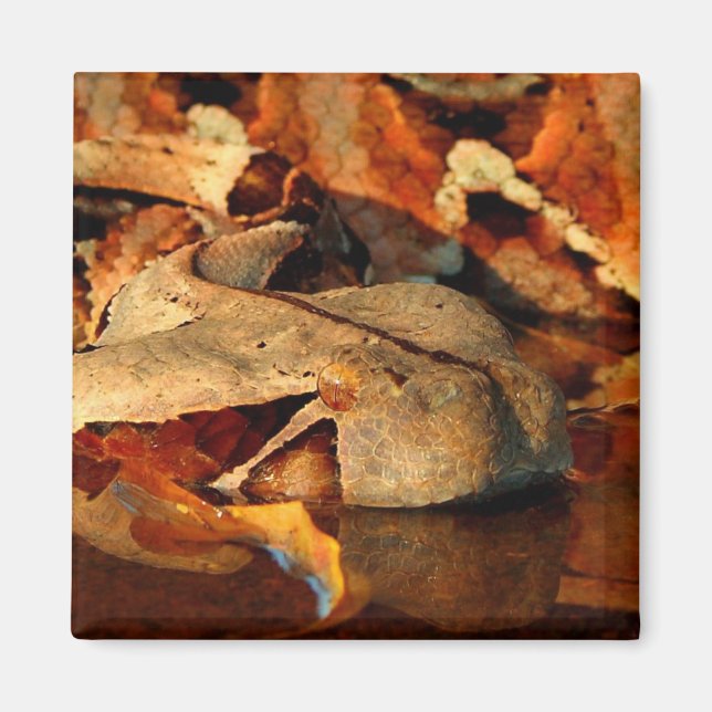 Gaboon Viper Magnet (Vorne)