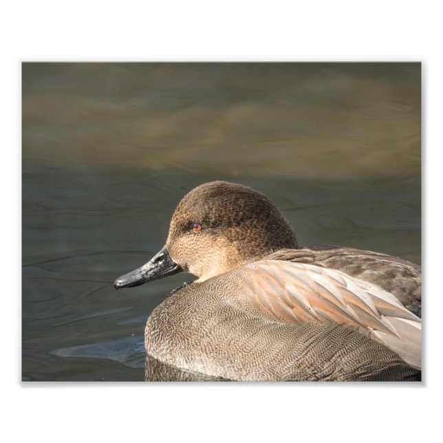 Gadwall Dabbling Duck Fotografie Print (Vorne)