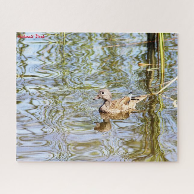 Gadwall Duck (Horizontal)