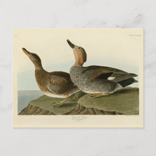 Gadwall Duck - John Audubons Vögel in Amerika Postkarte