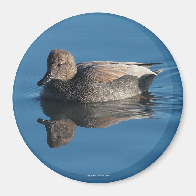 Gadwall Magnet (Vorne)