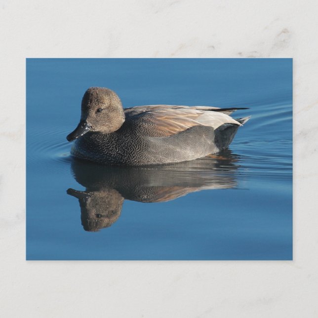 Gadwall Postcard Postkarte (Vorderseite)