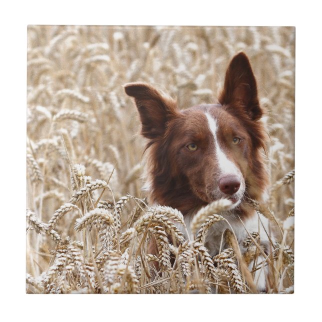 Gael Fliese (Vorderseite)