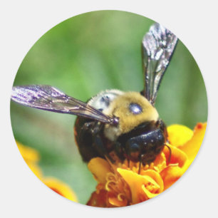 Gaffez les autocollants d'abeille