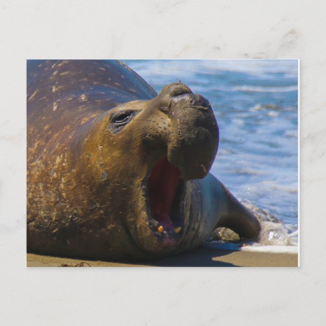 gähnen postkarte (Vorderseite)