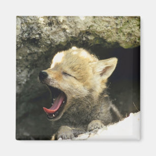 Gähnender Kojotewelpe Magnet