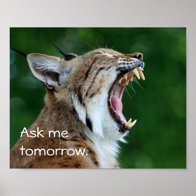 Gähnender Rotluchs Poster (Vorne)