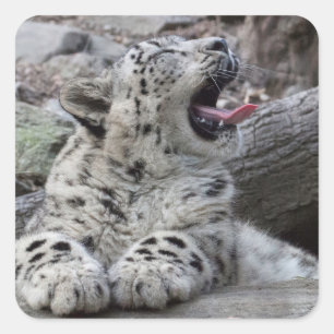 Gähnender Schnee-Leopard CUB Quadratischer Aufkleber