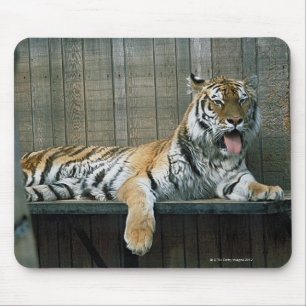 Gähnender Tiger im Käfig am Zoo Mousepad