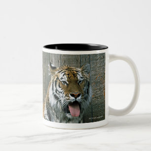 Gähnender Tiger im Käfig am Zoo Zweifarbige Tasse