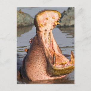 Gähnendes Flusspferd, Tansania Postkarte