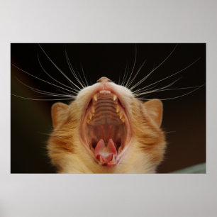 Gähnenkatze Kitty, Kitten Foto Poster
