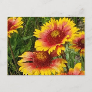 GAILARDIA SUR LA PRAIRIE - CARTE POSTALE