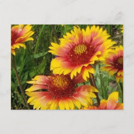 GAILARDIA SUR LA PRAIRIE - CARTE POSTALE