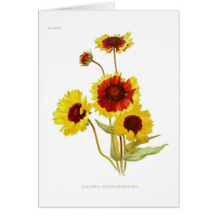 Gaillardia