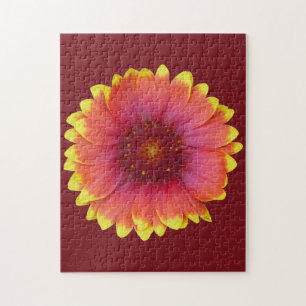 Gaillardia 1
