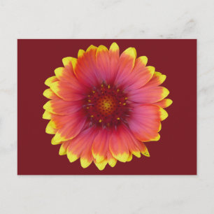 Gaillardia 1 postkarte