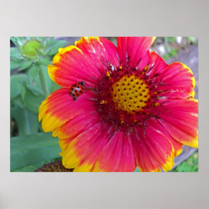 Gaillardia and Ladybug Poster