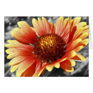 Gaillardia baignée de soleil