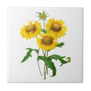 Gaillardia durch Pierre Joseph Redoute Fliese