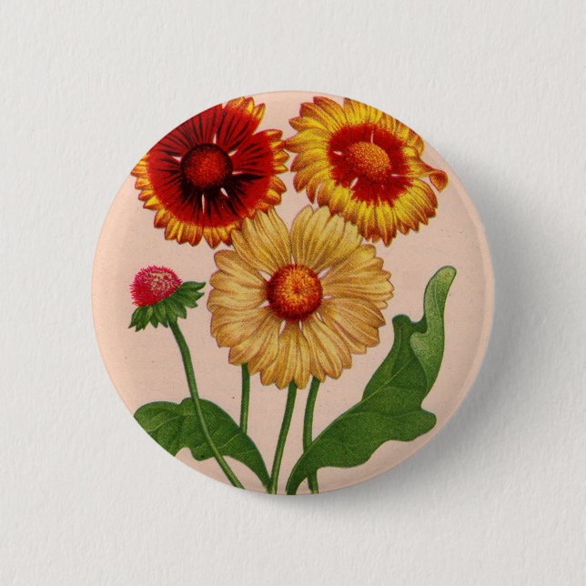 Gaillardia gaillardias button (Vorderseite)