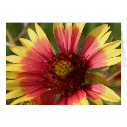 Gaillardia-Gruß-Karte Karte
