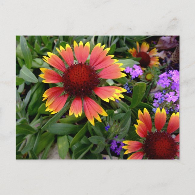 Gaillardia Postkarte (Vorderseite)