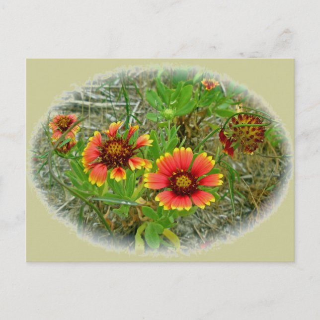 Gaillardia Wildblume (Blanket-Blume) Tote Beutel Postkarte (Vorderseite)